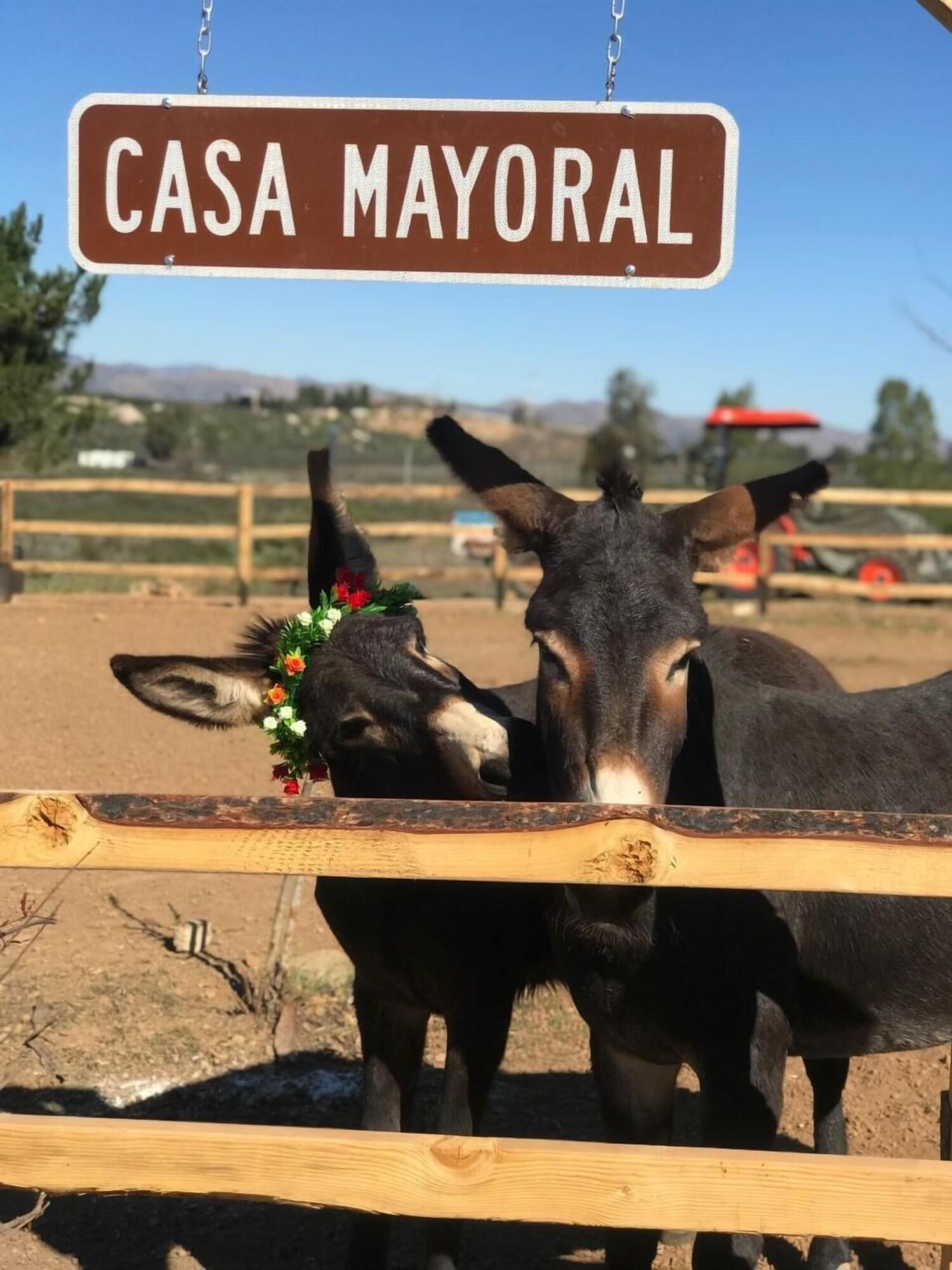 Casa Mayoral B&B Pet friendly 4