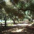 El Solar De Los Olivos