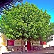 Casa Arbol Hostel