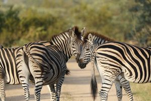 Actividad - Safari de 3 días por el Parque Nacional Kruger