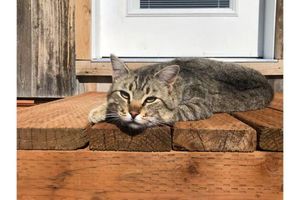 Alquiler Vacacional - Off-grid tiny home in apple orchard with million-dollar mountain views!