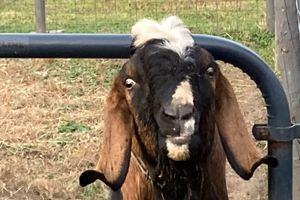 Alquiler Vacacional - EARLY BIRD RANCH ( Beautiful Country Home Located Near Ellicottville New York )