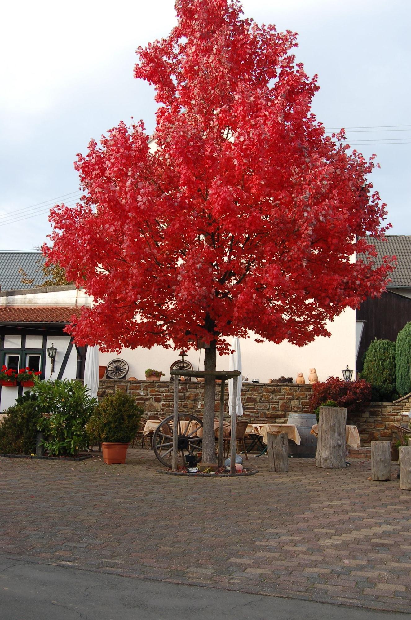 Vista Exterior Landgasthaus Pfahl