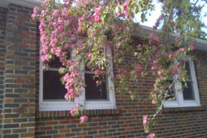 Alojamiento - Susan's Sanctuary Bed & Breakfast