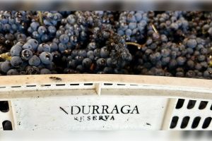 Actividad - Viña Undurraga con degustación y traslados