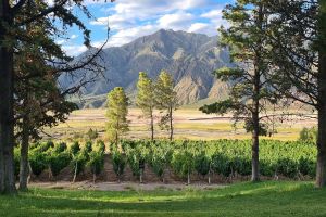 Actividad - Descubre la esencia del Valle de Uco: una experiencia única entre Vino, Cultura e Historia