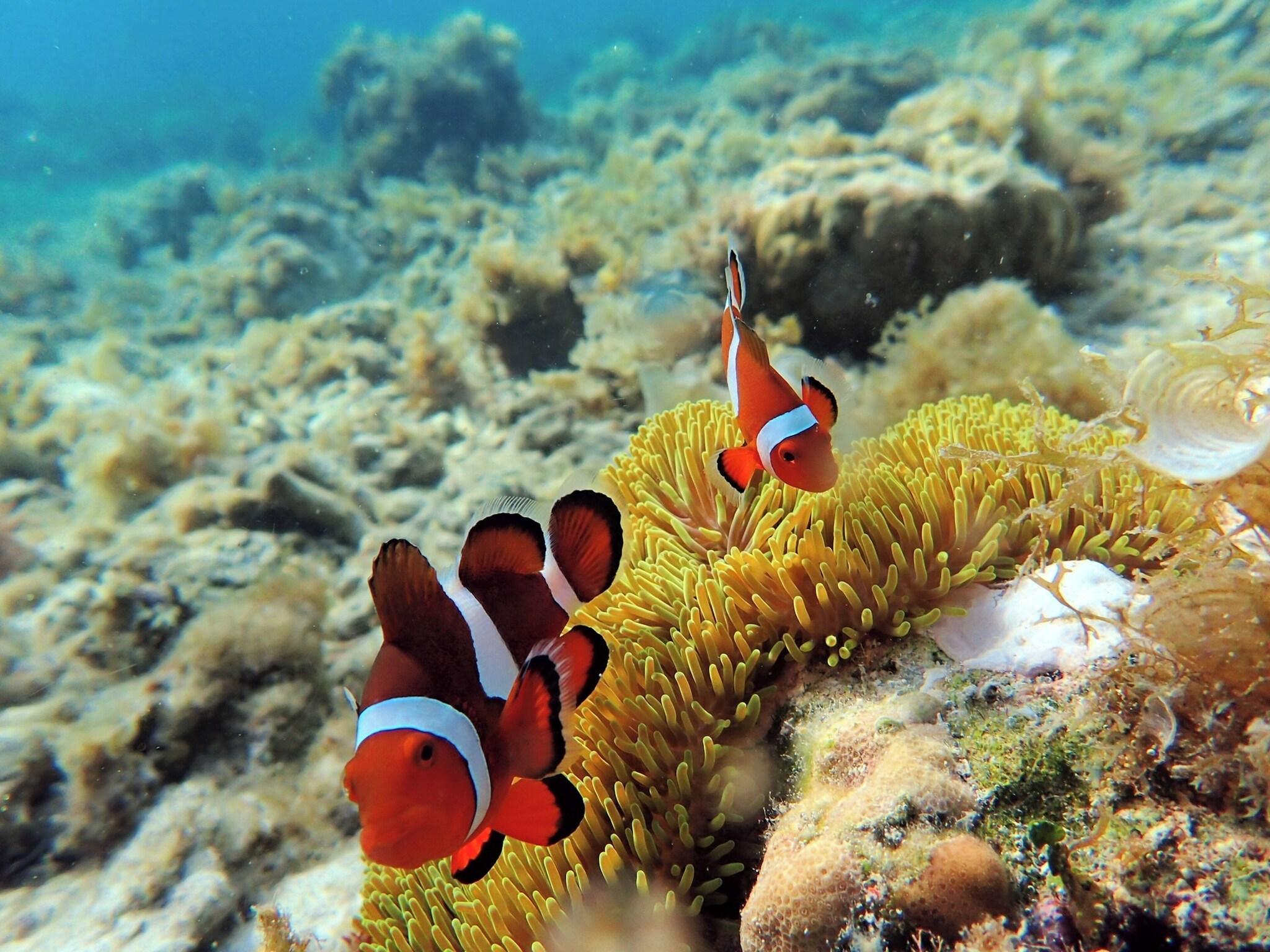 Vista Exterior Parrot Resort Moalboal