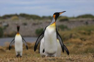 Actividad - Ferry de ida y vuelta a la Isla de Tierra del Fuego - Excursión de día completo