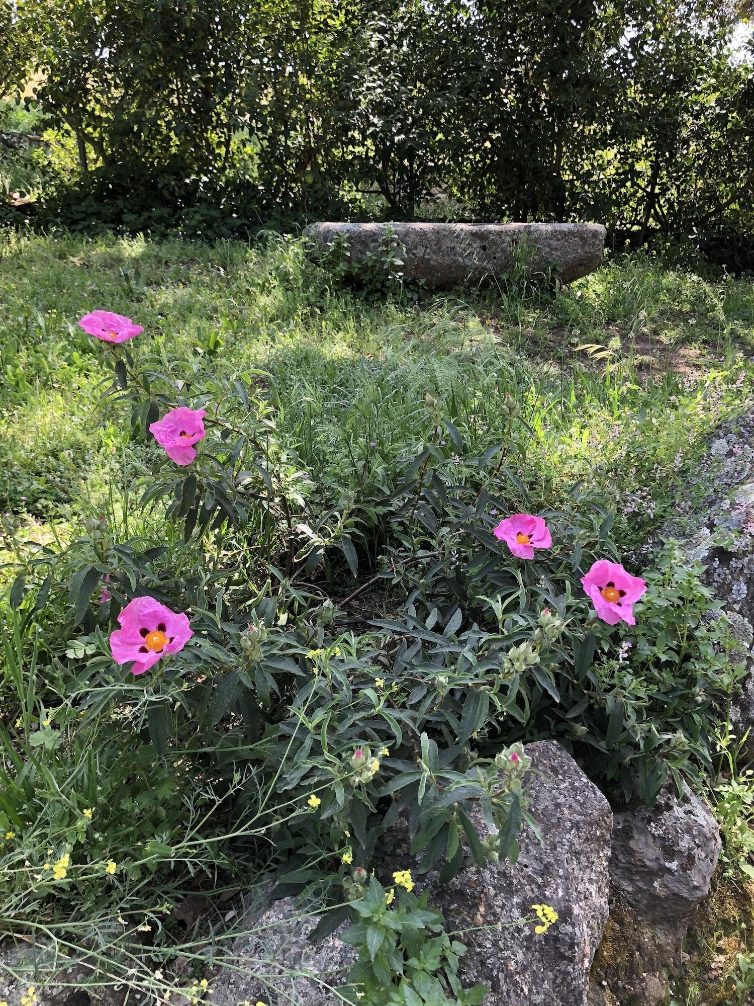 Comodidades del Alojamiento La Cerca Del Alcornoque