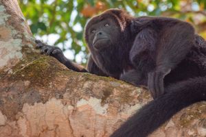 Actividad - Senderismo por la selva Lacandona