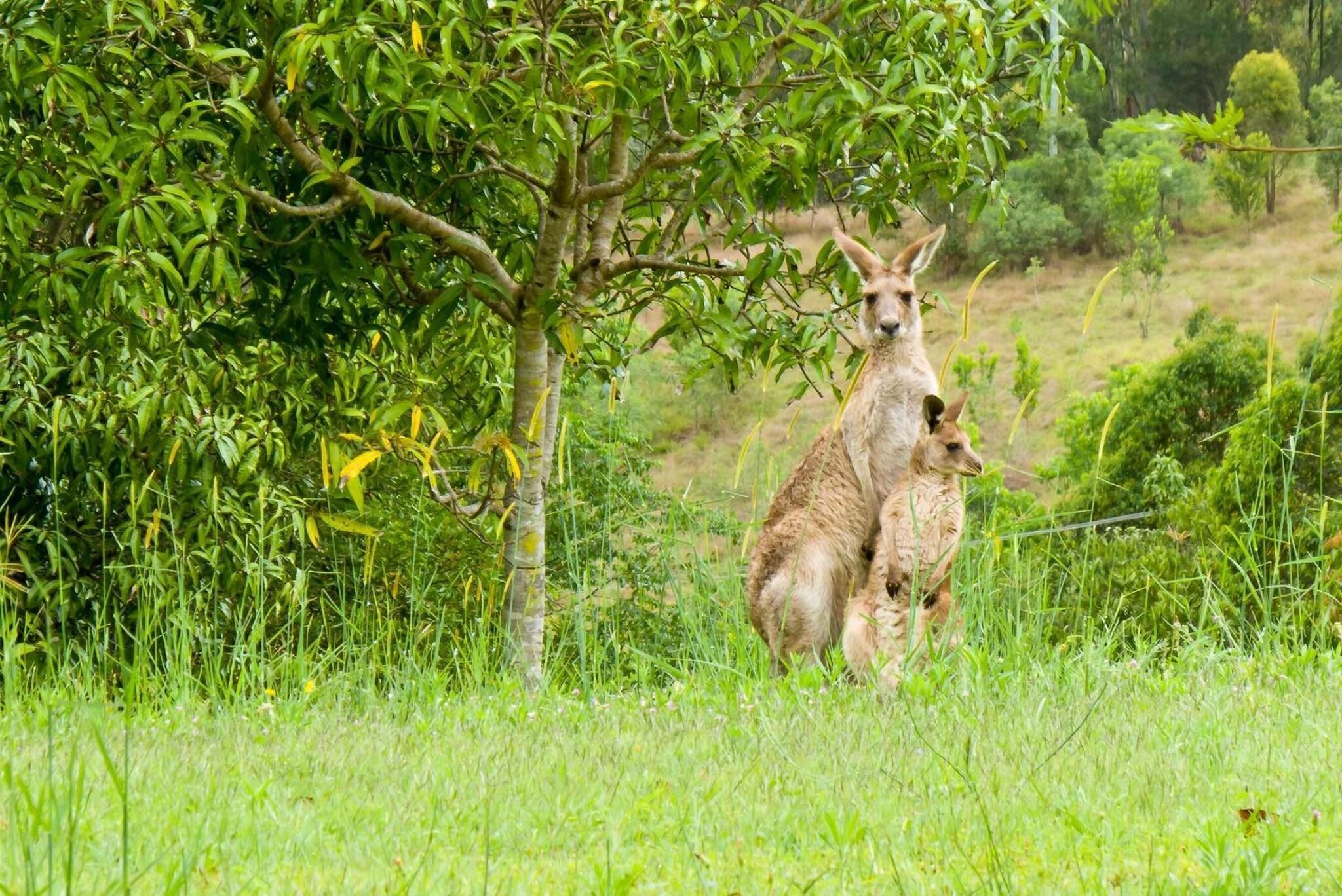 Vista Exterior Glass On Glasshouse