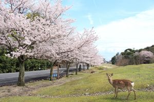 Alojamiento - Miyajima Seaside Hotel