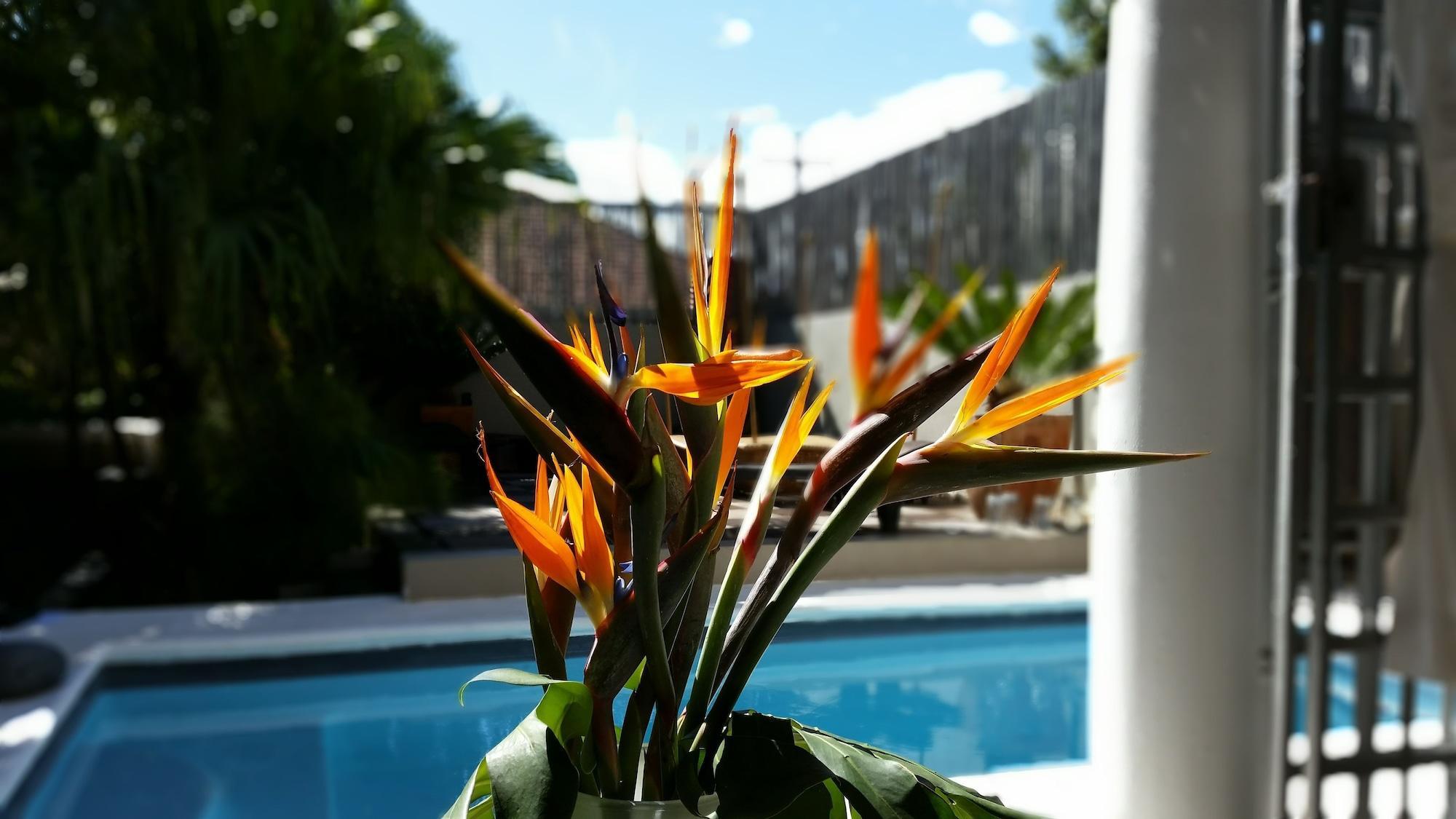 Vista Piscina Jardin D'ébène Boutique Guesthouse