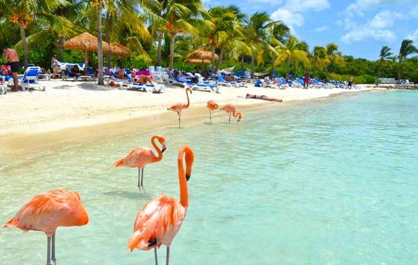 Caribbean Palm Village Resort