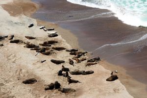 Actividad - Puerto Madryn: Excursión a Península Valdes Clásica