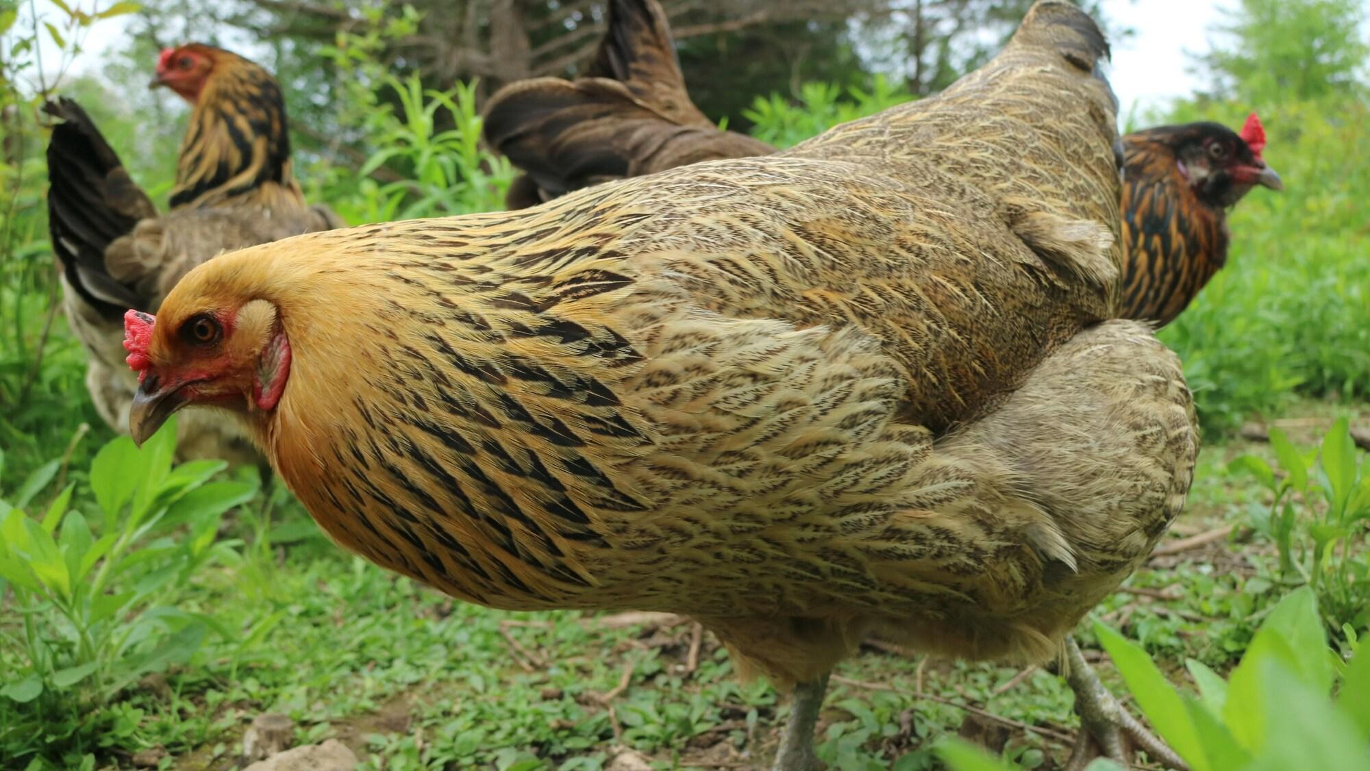 Instalaciones Recreativas Owl's Nest Suites