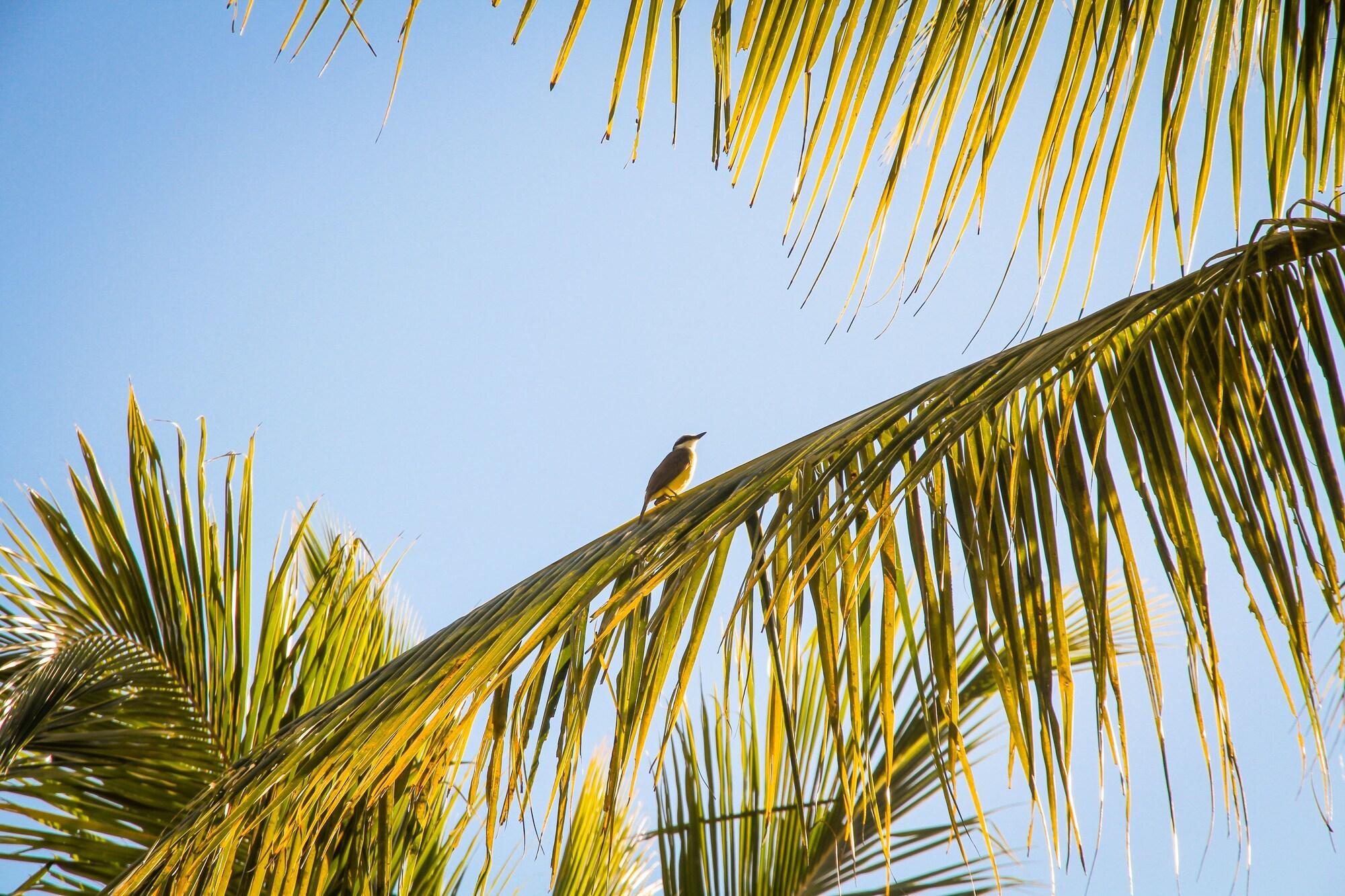 Playa Morada dos Coqueiros Praia Hotel