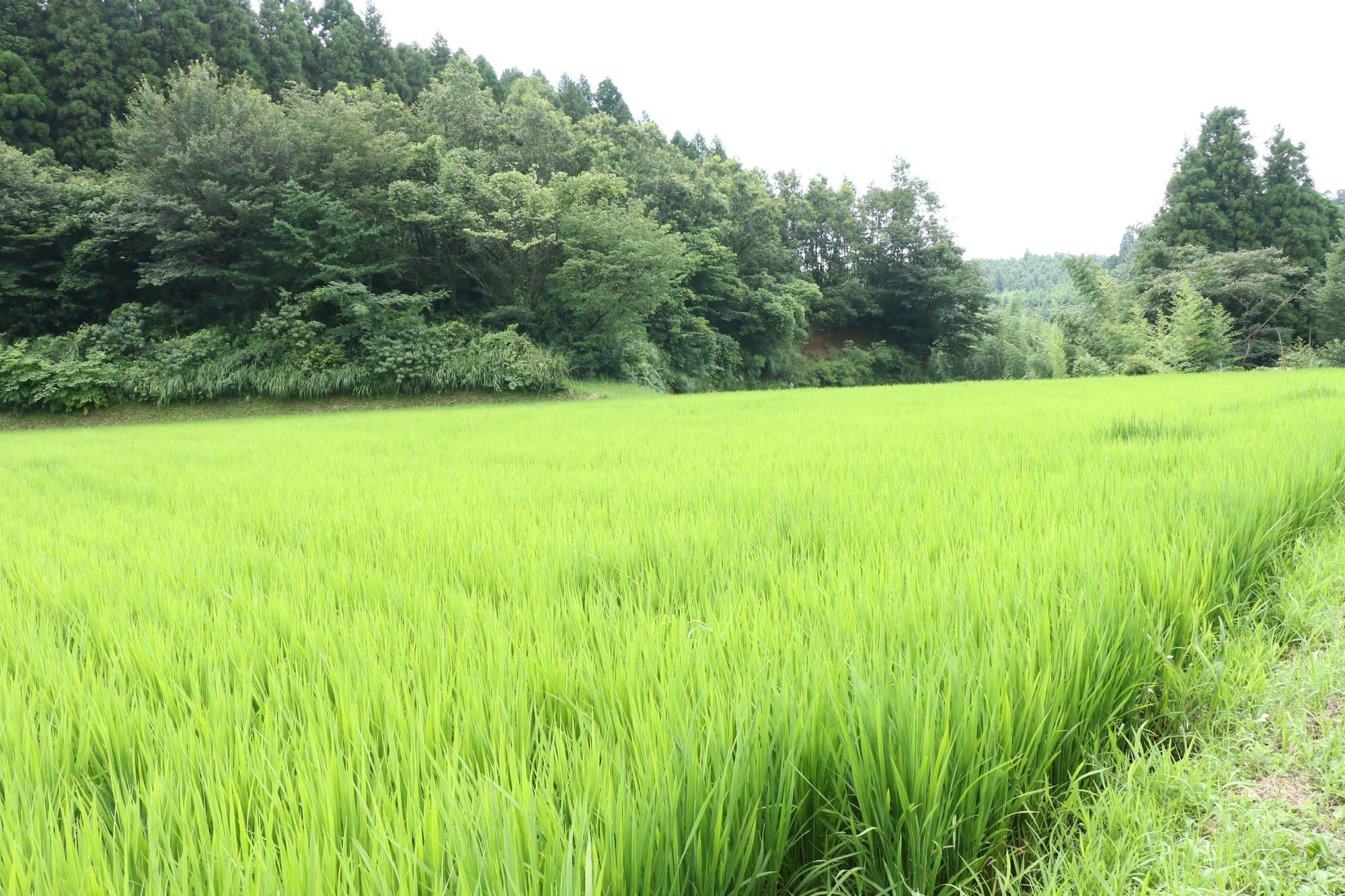 Vista Exterior Minshuku Shiroyama