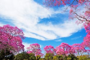 Passagem - Voos para Campo Grande