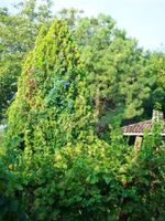 Alojamiento - Agriturismo Radamez