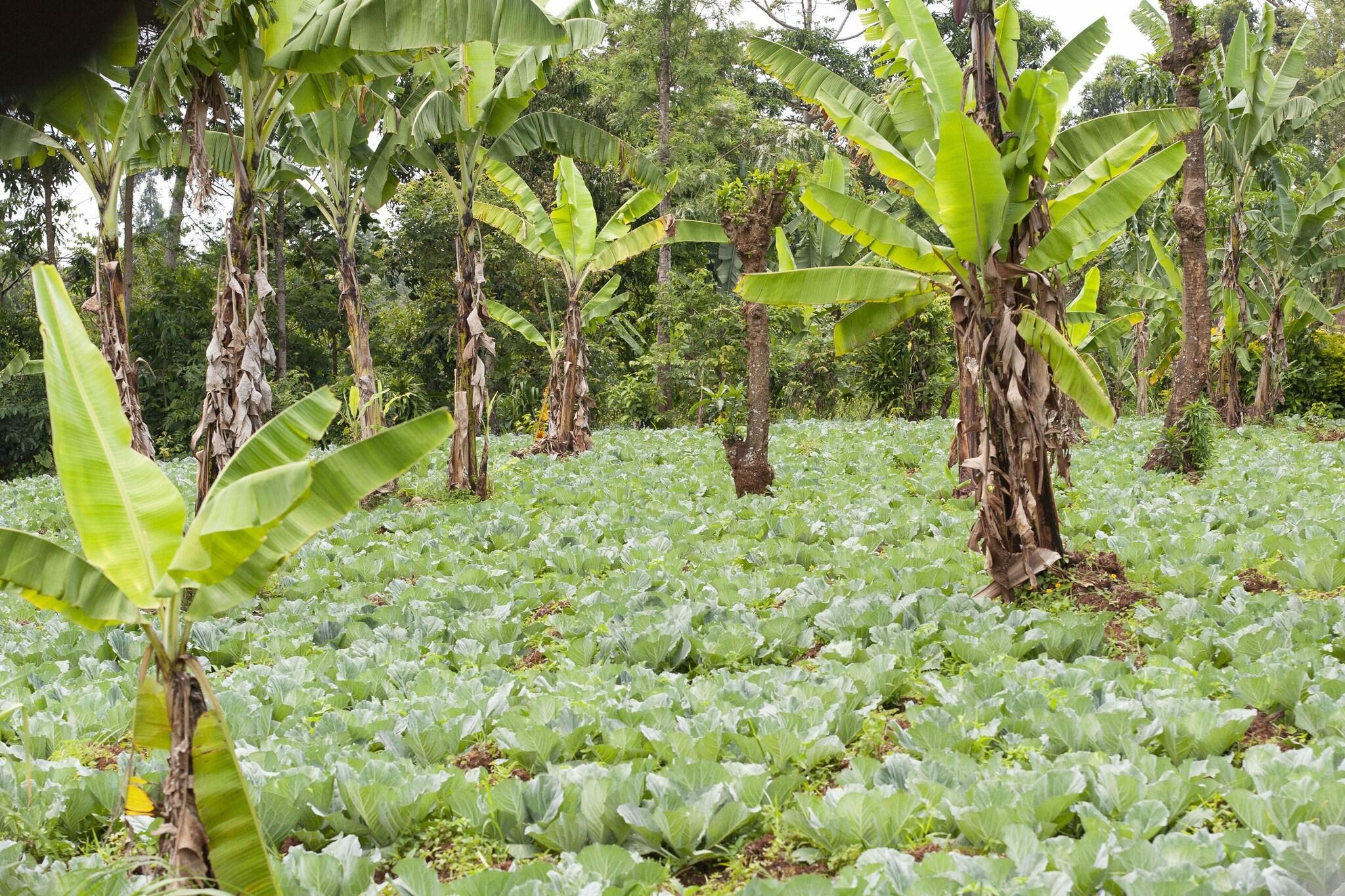 Instalaciones Recreativas Kaliwa Lodge