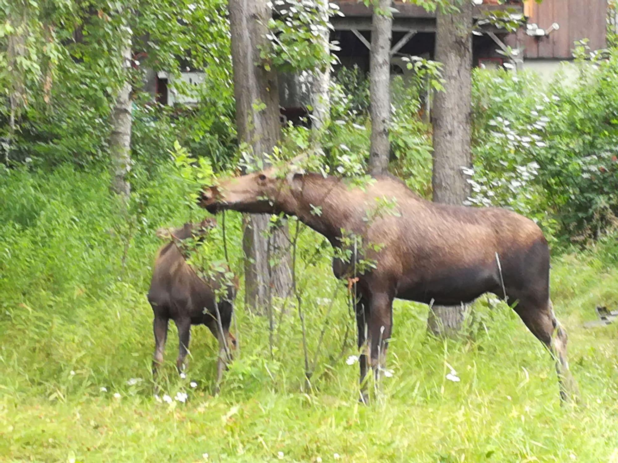 Equipamiento de Habitación Anchorage Walkabout Town B&B