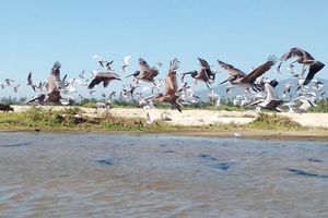 Actividad - Recorrido por la Laguna de Coyuca con Liberación de Tortugas