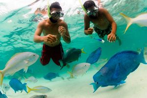 Actividad - Aventura de esnórquel