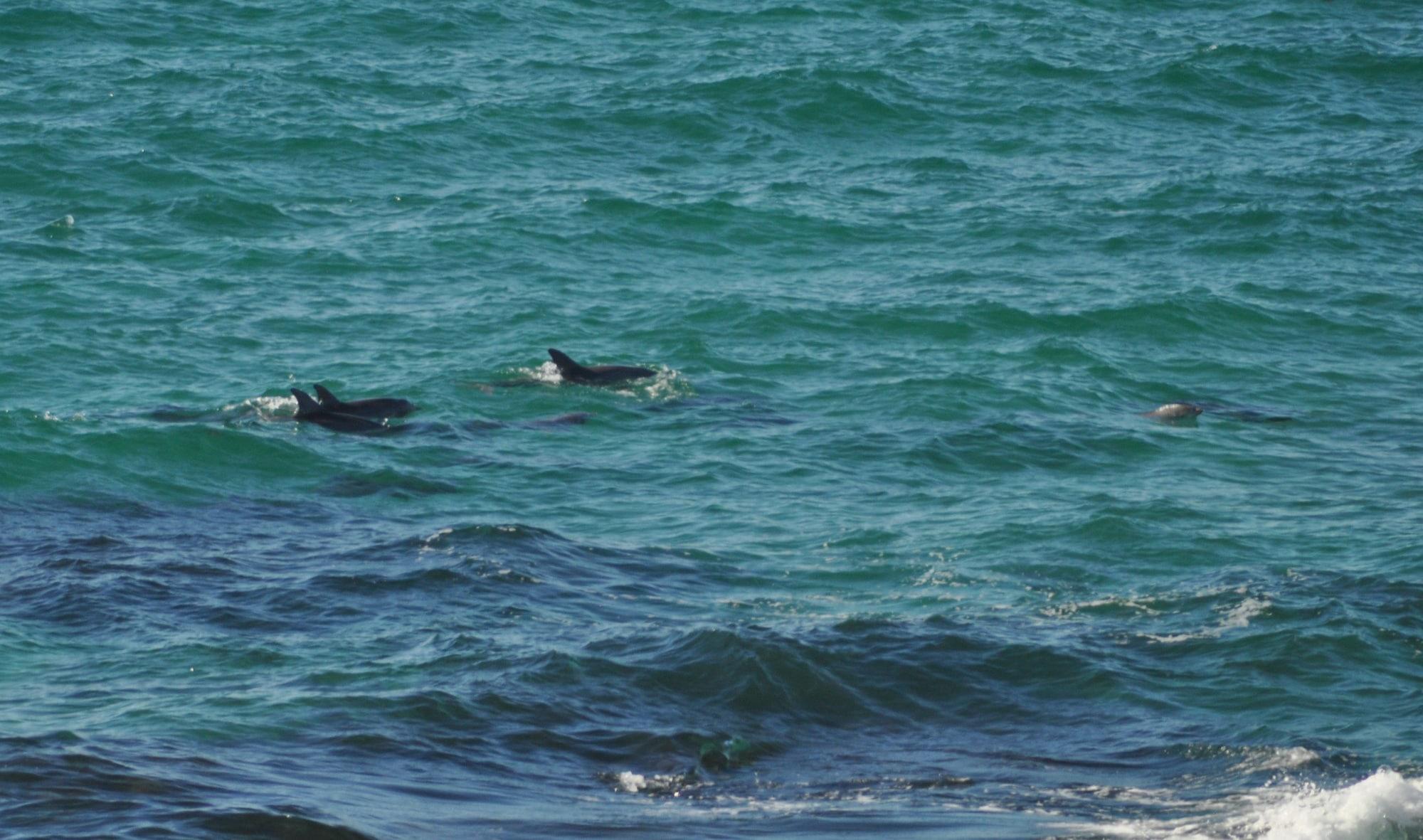 Playa The Fig Tree B & B