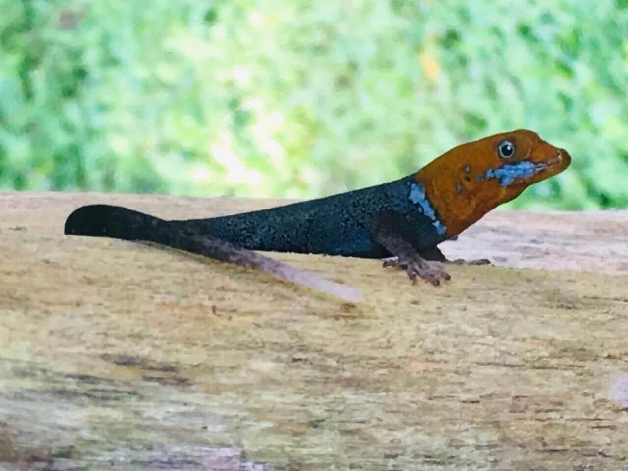 Gimnasio Guacimo Lodge