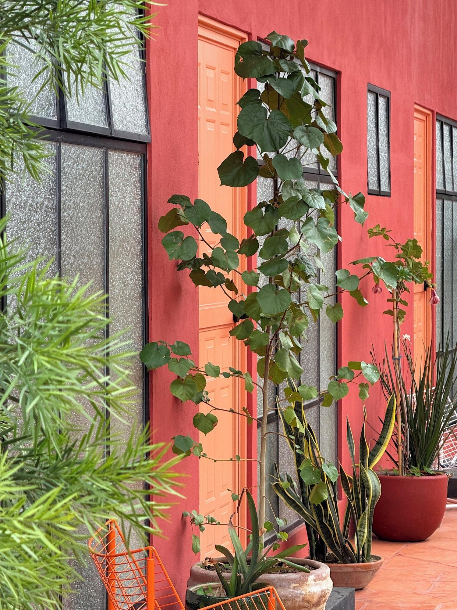 Vista Exterior Ginger banana Hostel