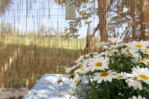 Alquiler Vacacional - Il Fico nel Pozzo in Fossacesia