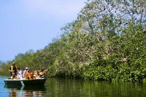 Actividad - Tours Manglares de Tumbes