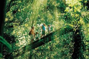 Activity - O'Reilly's and Lamington National Park Tour