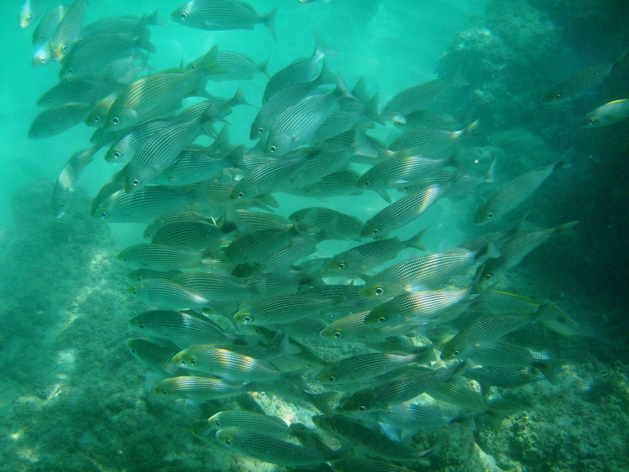 Playa Bahia Rica Fishing & Kayak Lodge
