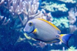 Actividad - Sea Life Kansas City