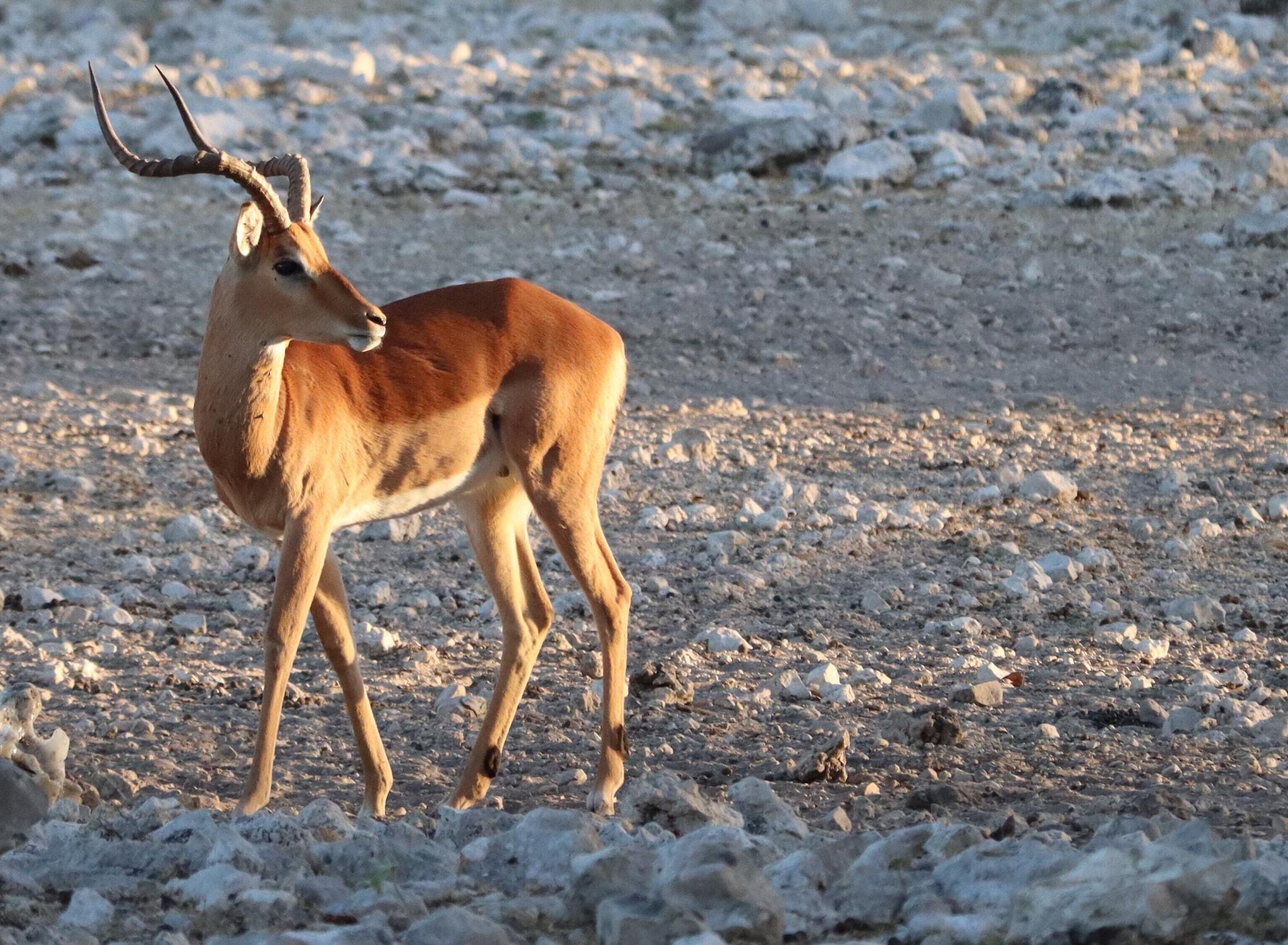 Instalaciones Recreativas Omukuyu Wildlife Lodge