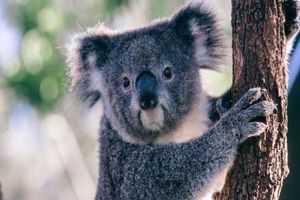 Actividad - Entradas de admisión general al Taronga Zoo Sydney