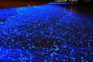 Actividad - Exploración de la Isla con Cena al Atardecer y Plancton Bioluminiscente - Excursión de Día Completo