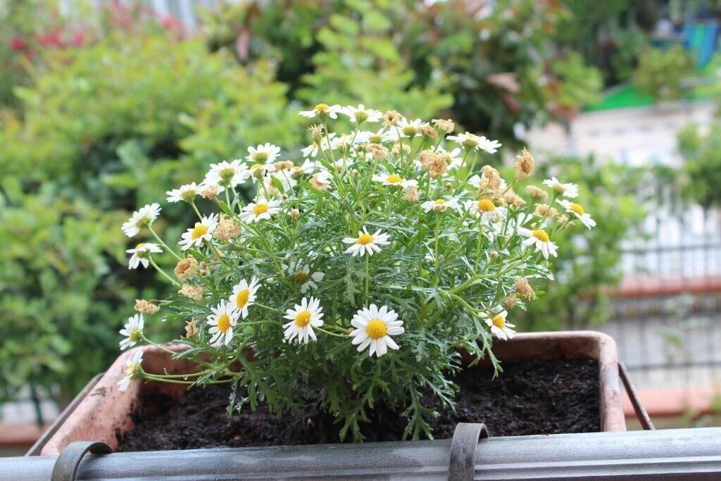 Comodidades del Alojamiento La Collina