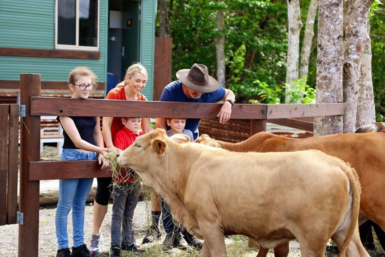 Vista Lobby Kur Cow farm