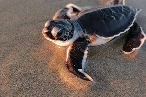 Actividad - Liberación de tortugas en Ixtapa Zihuatanejo