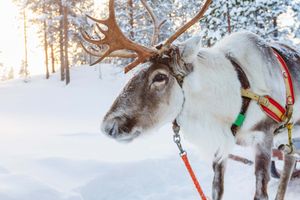 Activity - Reindeer Sleigh Ride + Sami Camp Visit