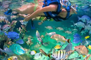 Actividad - Tour Xelha Playacar Con Transportacion