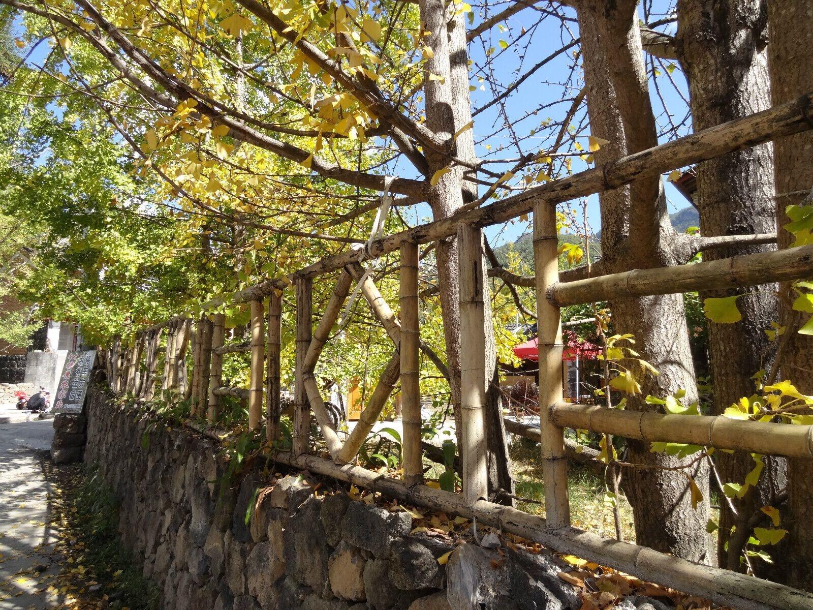Varios Tengchong Ginkgo Village Bencai Hotel