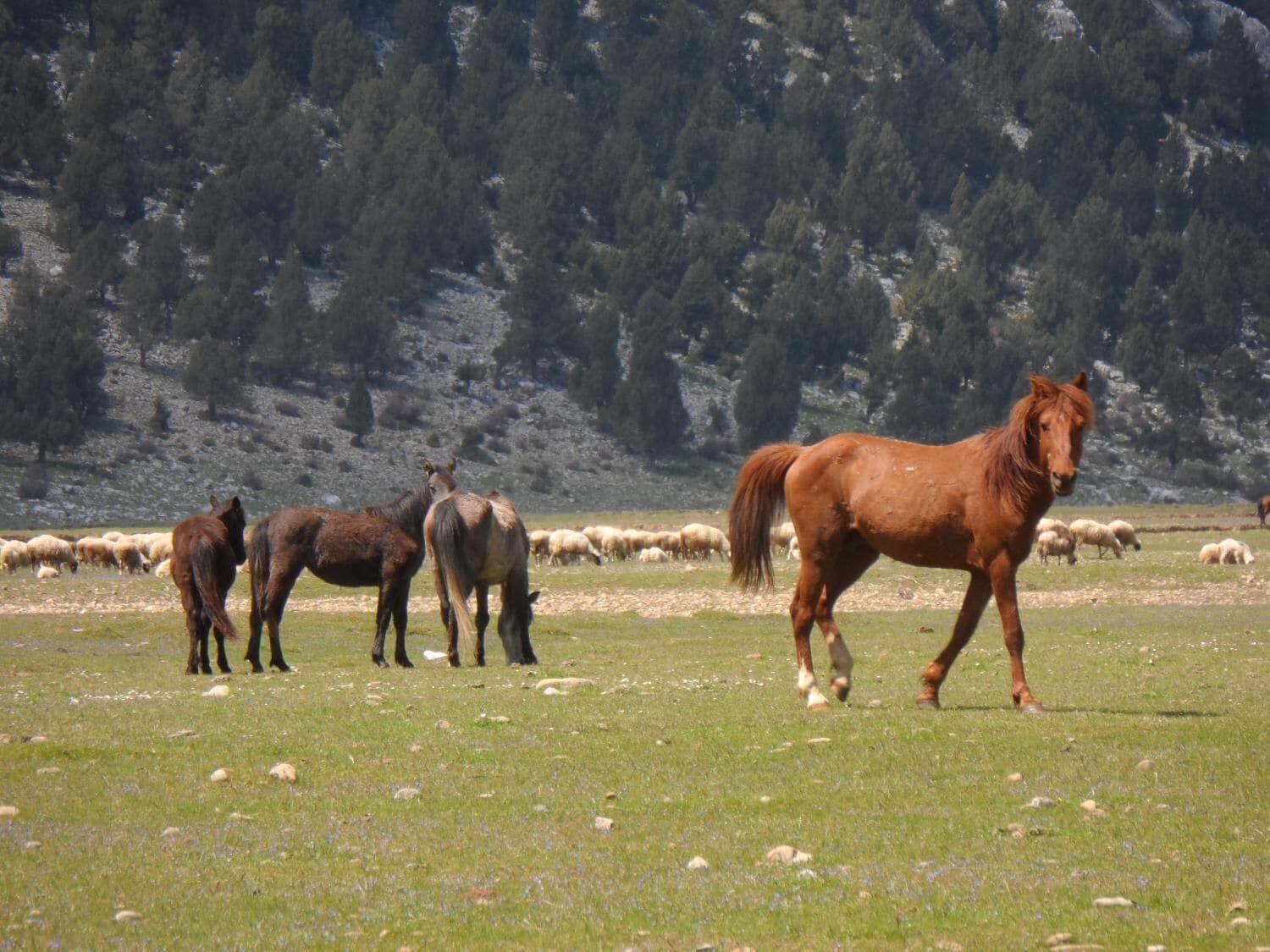 Gimnasio Ormana Active Dogan Boutique Hotel