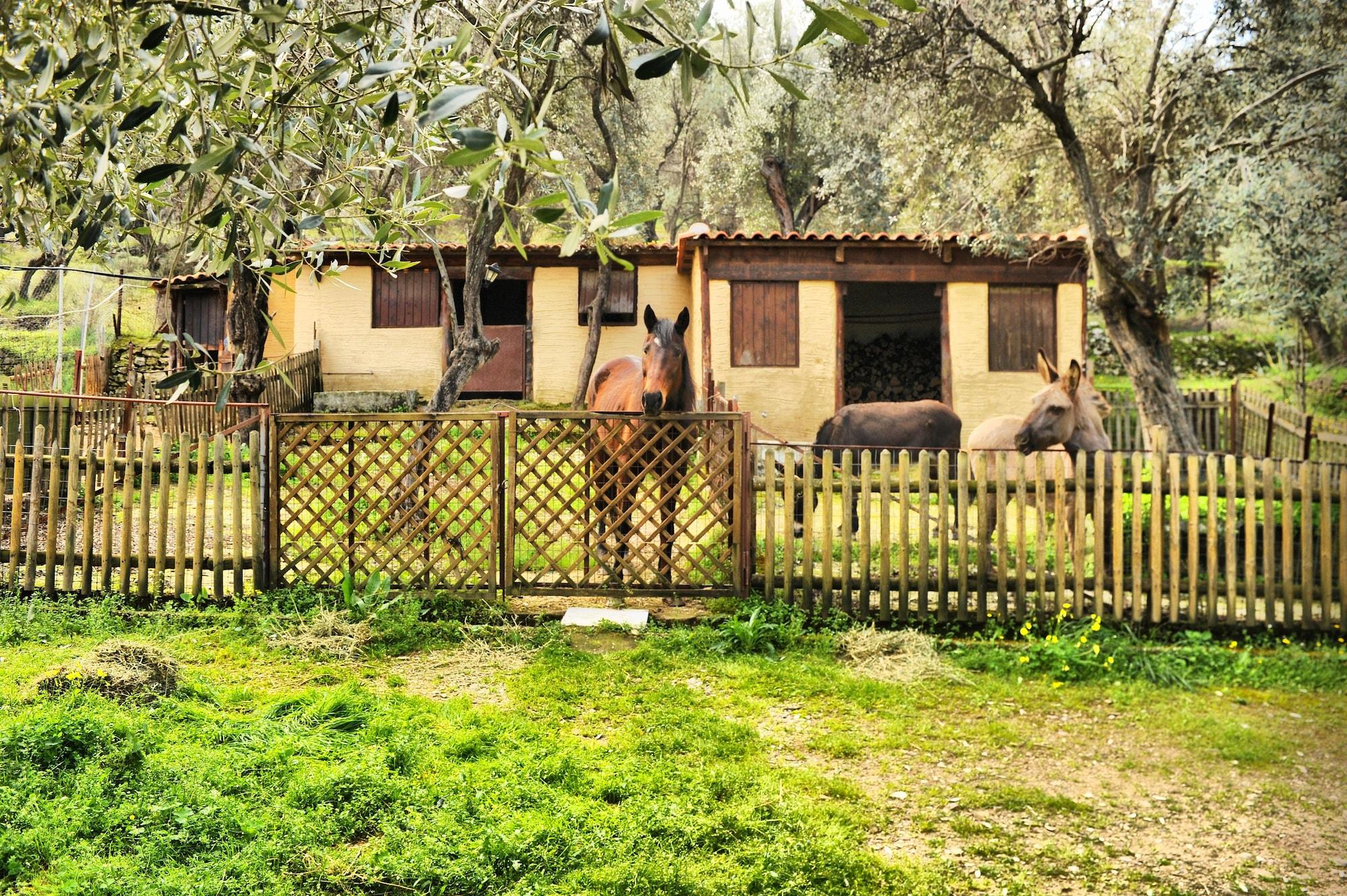 Vista Exterior Gera's Olive Grove