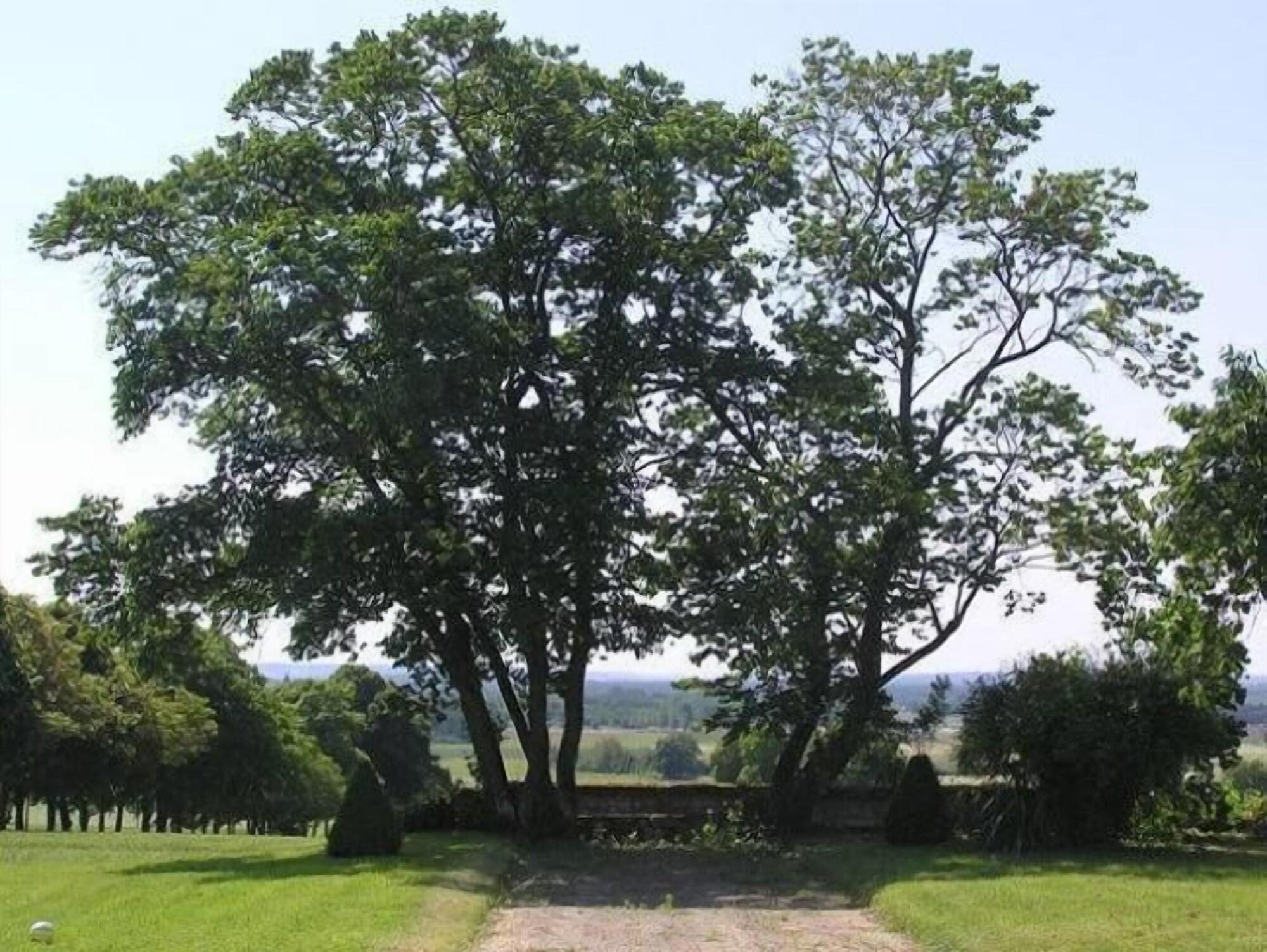Equipamiento de Habitación Chambres d'hôtes - Château de la Plante