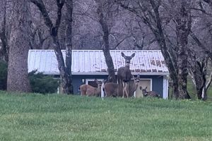 Alquiler Vacacional - Peaceful Ranch Getaway w/ Deck in Red Bluff!