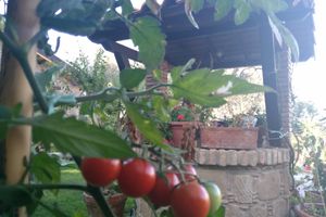 Alquiler Vacacional - Agriturismo L'Uliveto